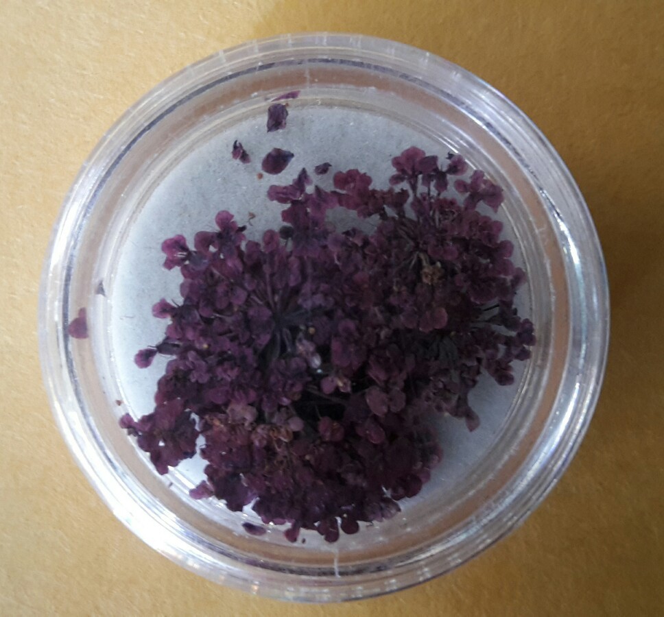 Supernail Purple pieces flakes 12 count Nail art 239009