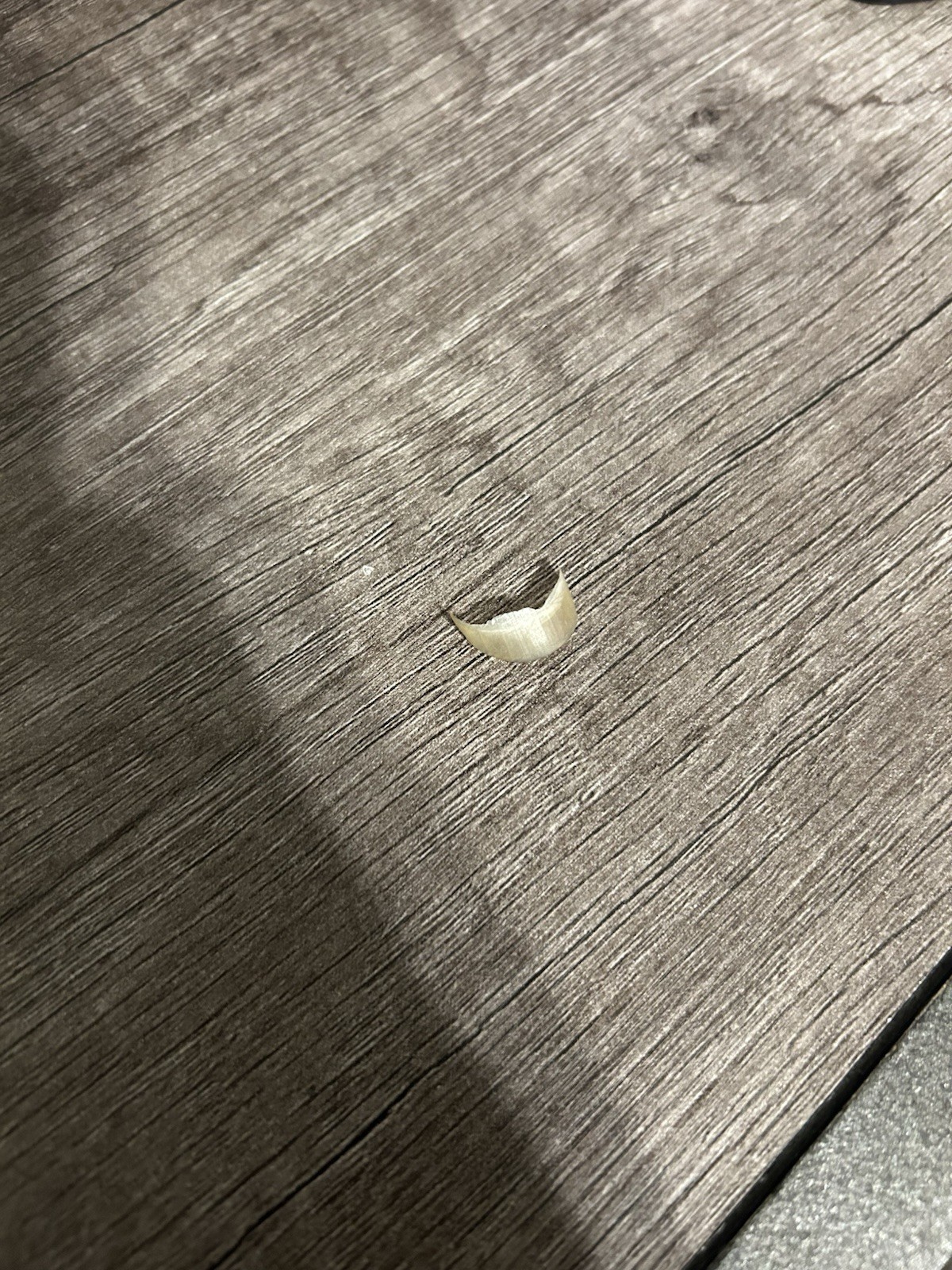 Fingernail from Stranger. Ripped Off By A Nails specialists, 0.3 Length
