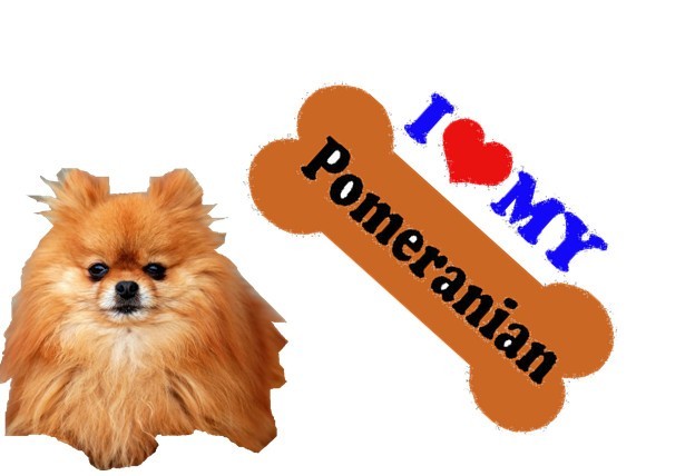 Nail Art 142A DOG BREED “Love my Pomeranian” WaterSlide Nail Decals Transfers