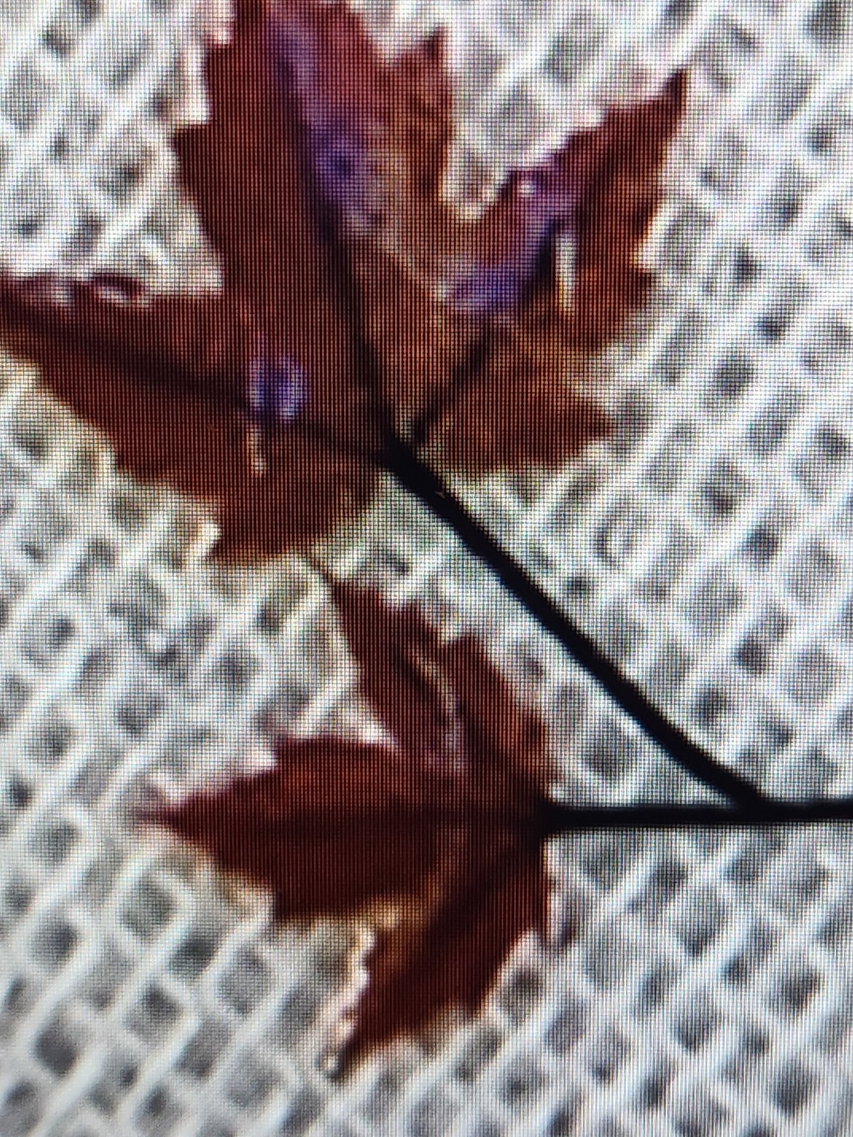 Shell Light Aurora Maple Leaf Nail Art Stickers, with a Variety of Fiery Colors