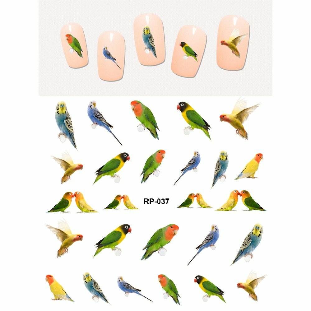 Nail art water transfer stickers decal yellow green orange blue parrots RP037
