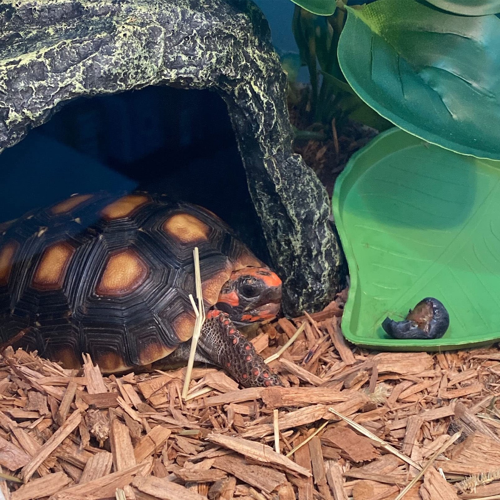 kathson Reptile Rock Hideout Cave,Tortoise Hide Caves,Resin Hides Shelter,Rep…