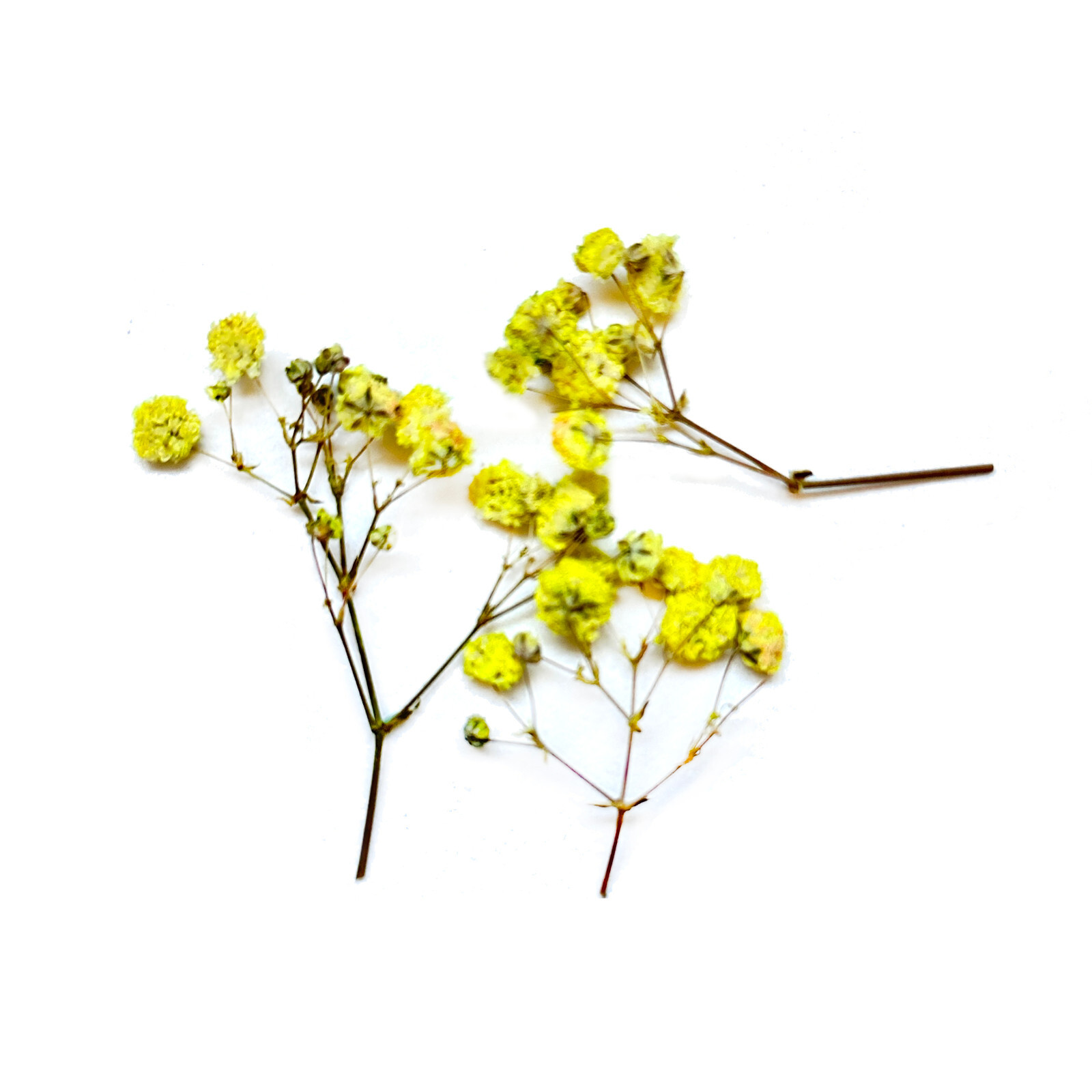[DDP] Jewelry Craft DIY Making Natural Pressed Flower For Resin Baby Breath